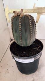 MATRIZ ASTROPHYTUM ASTÉRIAS "Purple" Nº 1109 – vaso 17 - Imagem 4