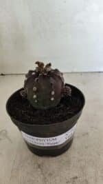 ASTROPHYTUM ASTERIAS “Purple”  Nº 983 – vaso 11 - Imagem 2