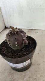 ASTROPHYTUM ASTERIAS “Purple”  Nº 983 – vaso 11 - Imagem 10