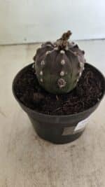 ASTROPHYTUM ASTERIAS “Purple”  Nº 983 – vaso 11 - Imagem 9