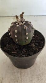 ASTROPHYTUM ASTERIAS “Purple”  Nº 983 – vaso 11 - Imagem 8