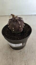 ASTROPHYTUM ASTERIAS “Purple”  Nº 983 – vaso 11 - Imagem 7