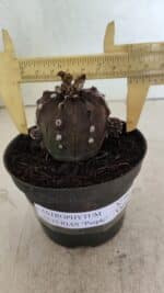 ASTROPHYTUM ASTERIAS “Purple”  Nº 983 – vaso 11