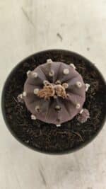 ASTROPHYTUM ASTERIAS “Purple”  Nº 983 – vaso 11 - Imagem 6