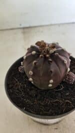 ASTROPHYTUM ASTERIAS “Purple”  Nº 983 – vaso 11 - Imagem 5
