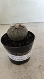 ASTROPHYTUM ASTERIAS “Purple”  Nº 986 – vaso 09 - Imagem 2