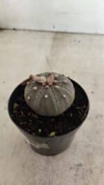 ASTROPHYTUM ASTERIAS “Purple”  Nº 986 – vaso 09 - Imagem 8