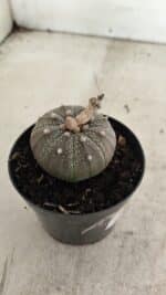 ASTROPHYTUM ASTERIAS “Purple”  Nº 986 – vaso 09 - Imagem 7