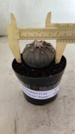 ASTROPHYTUM ASTERIAS “Purple”  Nº 986 – vaso 09