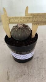 ASTROPHYTUM ASTERIAS “Purple”  Nº 986 – vaso 09 - Imagem 6
