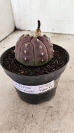 ASTROPHYTUM ASTERIAS “Purple”  Nº 988 – vaso 11 - Imagem 9