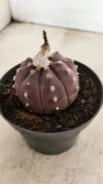 ASTROPHYTUM ASTERIAS “Purple”  Nº 988 – vaso 11 - Imagem 6