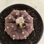 ASTROPHYTUM ASTERIAS “Purple”  Nº 988 – vaso 11
