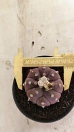 ASTROPHYTUM ASTERIAS “Purple”  Nº 988 – vaso 11 - Imagem 7