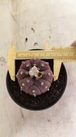 ASTROPHYTUM ASTERIAS “Purple”  Nº 988 – vaso 11 - Imagem 5