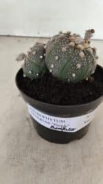 ASTROPHYTUM ASTERIAS BICÉFALO “Purple” Nº 1030 – vaso 11 - Imagem 2