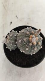 ASTROPHYTUM ASTERIAS BICÉFALO “Purple” Nº 1030 – vaso 11 - Imagem 3