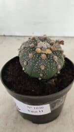 ASTROPHYTUM ASTERIAS BICÉFALO “Purple” Nº 1030 – vaso 11 - Imagem 10