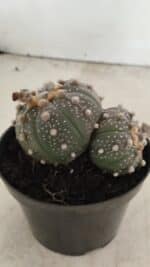 ASTROPHYTUM ASTERIAS BICÉFALO “Purple” Nº 1030 – vaso 11 - Imagem 9