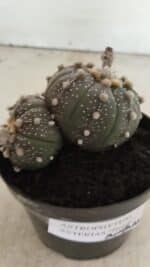 ASTROPHYTUM ASTERIAS BICÉFALO “Purple” Nº 1030 – vaso 11 - Imagem 8