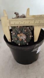 ASTROPHYTUM ASTERIAS BICÉFALO “Purple” Nº 1030 – vaso 11 - Imagem 7