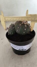 ASTROPHYTUM ASTERIAS BICÉFALO “Purple” Nº 1030 – vaso 11