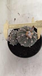 ASTROPHYTUM ASTERIAS BICÉFALO “Purple” Nº 1030 – vaso 11 - Imagem 5