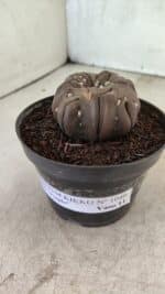 Matriz ASTROPHYTUM ASTERIAS “Purple - Kikko”  Nº 1040 – vaso 11 - Imagem 9