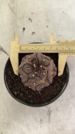 Matriz ASTROPHYTUM ASTERIAS “Purple - Kikko”  Nº 1040 – vaso 11 - Imagem 10