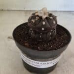 Matriz ASTROPHYTUM ASTERIAS “Purple - Kikko”  Nº 1041 – vaso 11