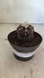 Matriz ASTROPHYTUM ASTERIAS “Purple - Kikko”  Nº 1041 – vaso 11