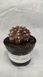 ASTROPHYTUM ASTERIAS “Purple - Kikko”  Nº 1041 – vaso 09 - Imagem 2