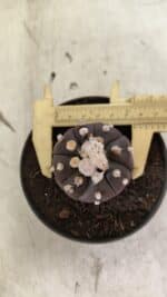 Matriz ASTROPHYTUM ASTERIAS “Purple - Kikko”  Nº 1041 – vaso 11 - Imagem 6