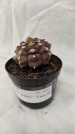 ASTROPHYTUM ASTERIAS “Purple - Kikko”  Nº 1041 – vaso 09 - Imagem 8