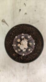 Matriz ASTROPHYTUM ASTERIAS “Purple - Kikko”  Nº 1041 – vaso 11 - Imagem 3