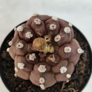 ASTROPHYTUM ASTERIAS “Purple - Kikko”  Nº 1041 – vaso 09