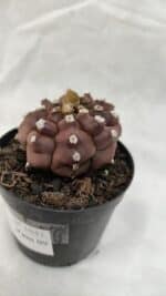 ASTROPHYTUM ASTERIAS “Purple - Kikko”  Nº 1041 – vaso 09 - Imagem 7