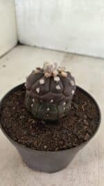 Matriz ASTROPHYTUM ASTERIAS “Purple - Kikko”  Nº 1041 – vaso 11 - Imagem 9