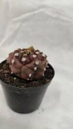 ASTROPHYTUM ASTERIAS “Purple - Kikko”  Nº 1041 – vaso 09 - Imagem 6