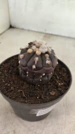 Matriz ASTROPHYTUM ASTERIAS “Purple - Kikko”  Nº 1041 – vaso 11 - Imagem 8