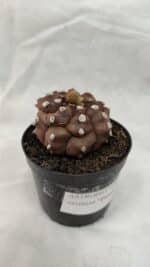 ASTROPHYTUM ASTERIAS “Purple - Kikko”  Nº 1041 – vaso 09 - Imagem 5