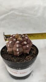 ASTROPHYTUM ASTERIAS “Purple - Kikko”  Nº 1041 – vaso 09 - Imagem 4