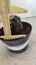 Matriz ASTROPHYTUM ASTERIAS “Purple - Kikko”  Nº 1041 – vaso 11 - Imagem 5