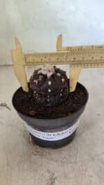 Matriz ASTROPHYTUM ASTERIAS “Purple - Kikko”  Nº 1041 – vaso 11 - Imagem 4