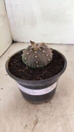 ASTROPHYTUM ASTERIAS SUPER KABUTO "PURPLE" Nº 1045 – vaso 15 - Imagem 2