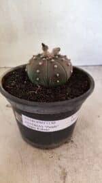 ASTROPHYTUM ASTERIAS SUPER KABUTO "PURPLE" Nº 1045 – vaso 15 - Imagem 7