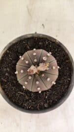 ASTROPHYTUM ASTERIAS SUPER KABUTO "PURPLE" Nº 1045 – vaso 15 - Imagem 3