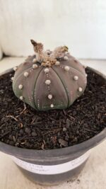 ASTROPHYTUM ASTERIAS SUPER KABUTO "PURPLE" Nº 1045 – vaso 15 - Imagem 6