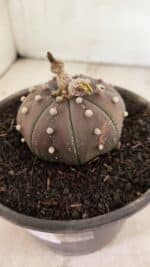 ASTROPHYTUM ASTERIAS SUPER KABUTO "PURPLE" Nº 1045 – vaso 15 - Imagem 8