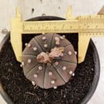 ASTROPHYTUM ASTERIAS SUPER KABUTO "PURPLE" Nº 1045 – vaso 15